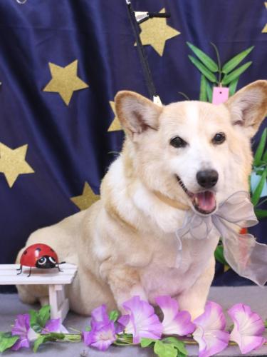 20230702こてつくん